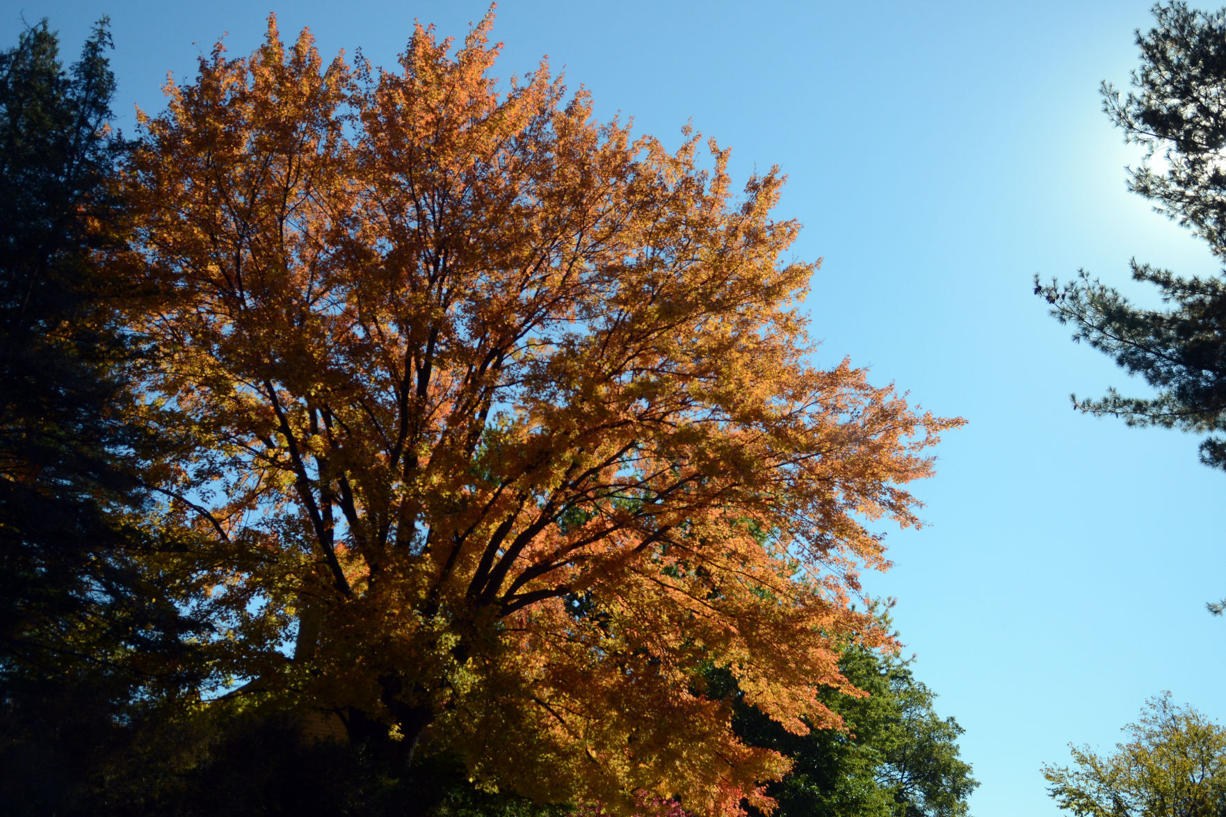 Baraboo area fall color, Oct. 8, 2020